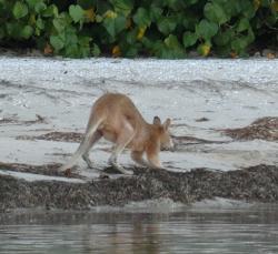 Male agile wallaby on Tipplers Landing beach
